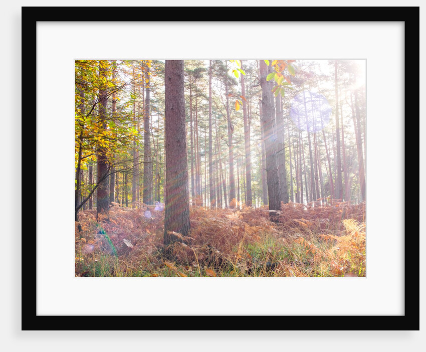 Sun rays in forest by Assaf Frank